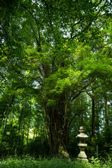 Fototapeta premium 森の緑