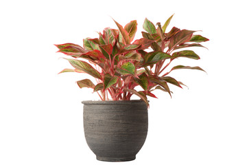 aglaonema in flower pot