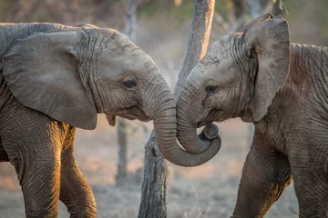 Papier Peint photo Lavable Éléphant Éléphants jouant dans le Kruger.