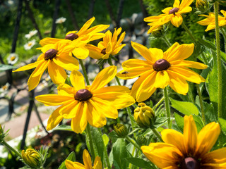 black eyed susan Rudbeckia hirta flowers