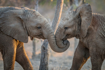 Elephants playing in the Kruger. - obrazy, fototapety, plakaty