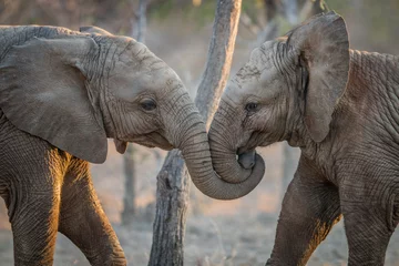 Zelfklevend Fotobehang Olifanten spelen in het Kruger. © simoneemanphoto