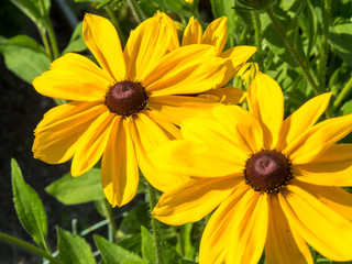 black eyed susan Rudbeckia hirta flowers