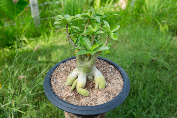 Small tree decorate in the garden.