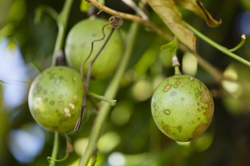Passion fruits on a tree
