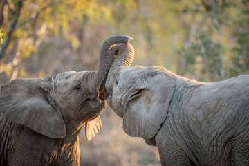 Obraz premium Elephants playing in the Kruger.