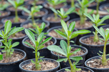Small tree decorate in the garden.