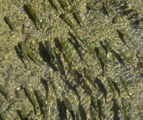 Fishes in the water in Krka National Park, Sibenik-Knin County, Croatia.
