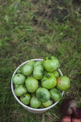 Fresh harvesting tomatoes