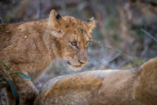 Side profile of a Lion cub in the Kruger.