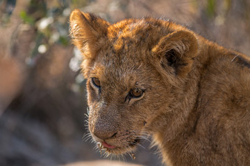 Obraz na płótnie Canvas Lion cub looking down in the Kruger.
