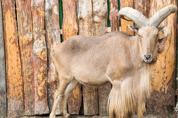 North African barbary sheep with large horns