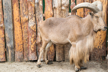 North African barbary sheep with large horns