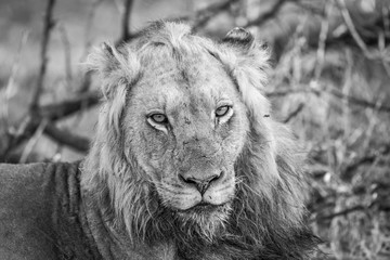 Starring Lion in black and white in the Kruger.