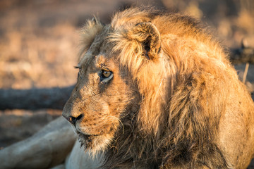 Side profile of a male Lion in the Kruger.