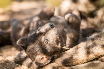 Spotted hyena pup in the Kruger National Park.