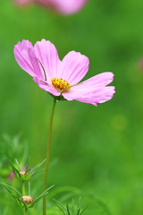 beautiful  flowers closeup