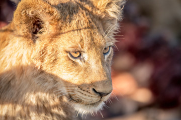 Starring Lion cub in the Kruger.