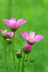 Naklejka premium beautiful flowers closeup