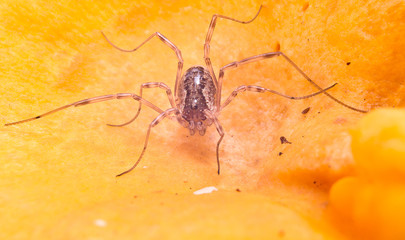Spider on a mushroom