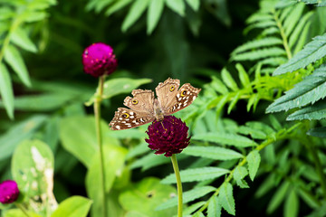 butterfly and pink flowers in garden