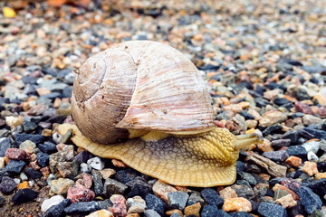 Eine Schnecke, Steinweg (Gastropoda)