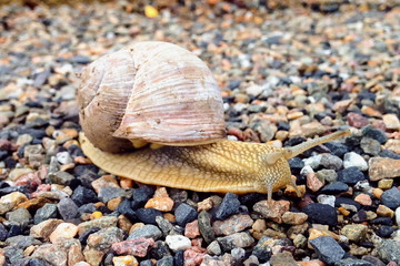 Eine Schnecke auf Steinen (Gastropoda)