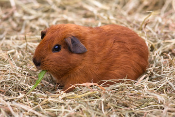 eating guinea pig on the hay
