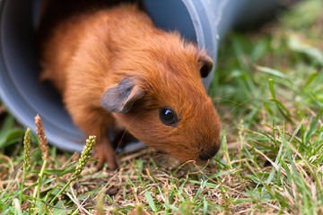 Fototapeta premium guinea pig gets out from the pipe