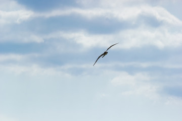 Lonely gull flying in the cloudy sky