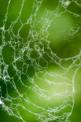 Beautiful white spiderweb