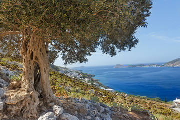 Südeuropäische Landschaft mit riesigem altem Olivenbaum und Meeresbucht auf der griechischen Insel Kalymnos