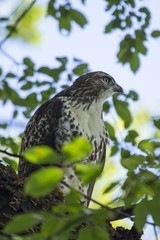 Northern Harrier (Circus cyaneus)