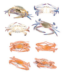 crab set