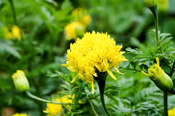 yellow flower in garden