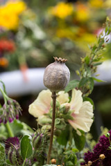 handmade  beautiful bouquets from flowers and herbs