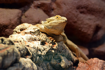 Green iguana