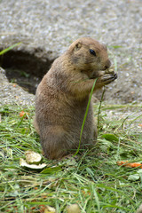 Prairie dog clos