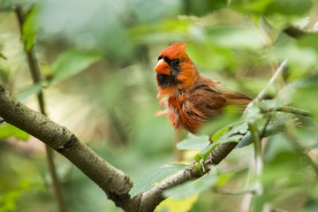 Northern Cardinal (Cardinalis cardinalis)