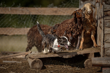Welsh corgi at cattle servise
