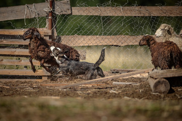 Welsh corgi at cattle servise