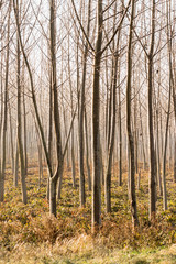 Fototapeta premium forest