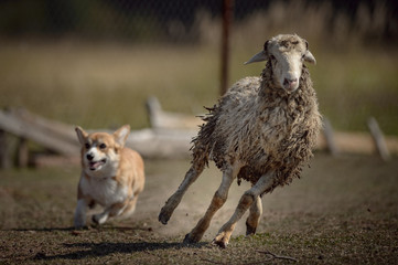 Welsh corgi at cattle servise