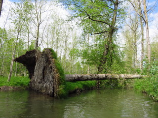 Arbre déraciné dans le marais poitevin