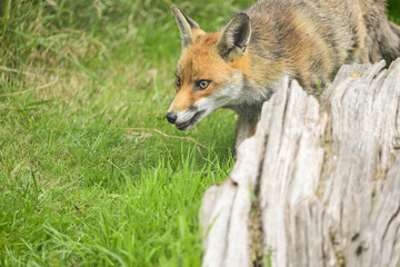 Stunning image of red fox vulpes vulpes in lush Summer countrysi