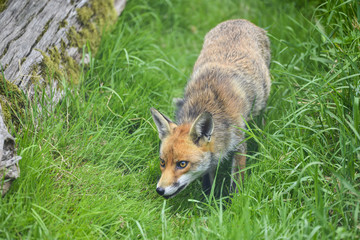 Stunning image of red fox vulpes vulpes in lush Summer countrysi