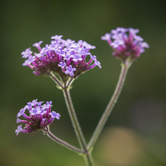 Obraz premium Beautiful close up of Verbena Bonariensis Vervain Summer flower