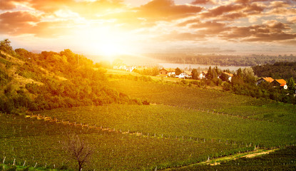 vineyard - grape field