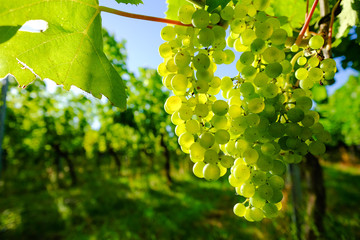 Weintrauben im Weinberg