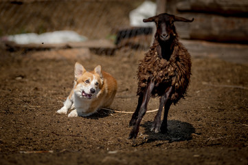 Obraz premium Welsh corgi at cattle servise